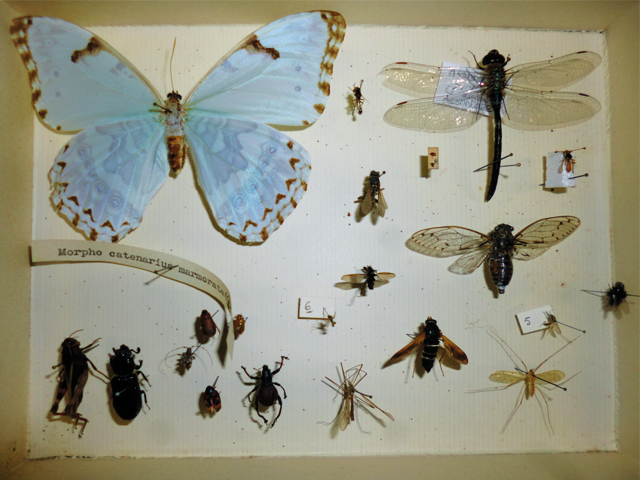 Museum National d'Histoire Naturelle - Mesure de sensibilité vibratoire de la collection d'entomologie
